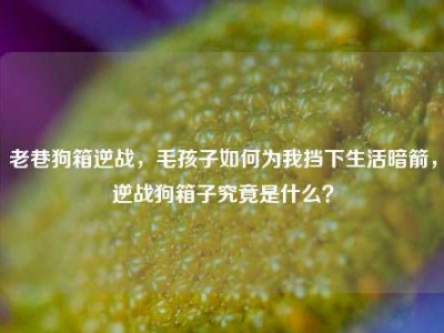 老巷狗箱逆战，毛孩子如何为我挡下生活暗箭，逆战狗箱子究竟是什么？