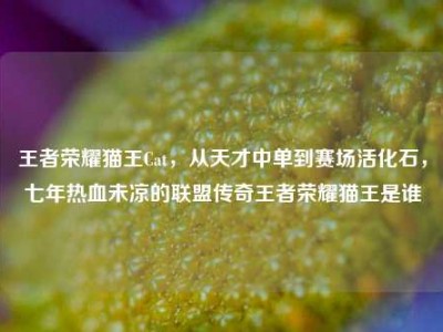 王者荣耀猫王Cat，从天才中单到赛场活化石，七年热血未凉的联盟传奇王者荣耀猫王是谁