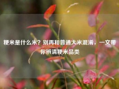 粳米是什么米？别再和普通大米混淆，一文带你辨清粳米品类