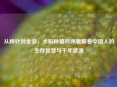 从秧针到金浪，水稻种植时序里藏着中国人的生存智慧与千年浪漫