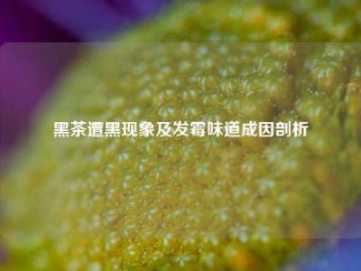 黑茶遭黑现象及发霉味道成因剖析