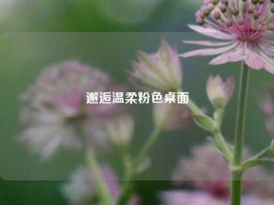 邂逅温柔粉色桌面