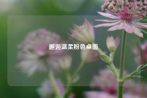 邂逅温柔粉色桌面