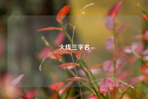 火线三字名