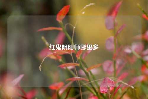 红鬼阴阳师哪里多